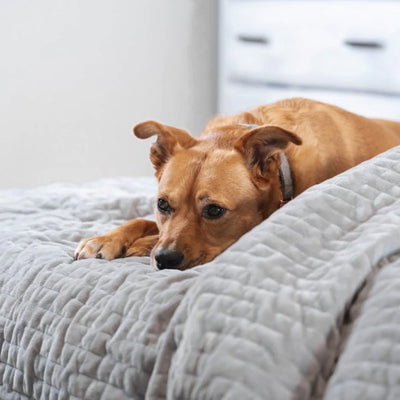 SleepMe Weighted ChiliBLANKET